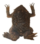 common Suriname toad, star-fingered toad (Pipa pipa)