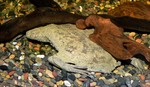 common Suriname toad, star-fingered toad (Pipa pipa)