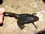 Carvalho's Surinam toad (Pipa carvalhoi)