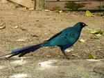 long-tailed glossy starling (Lamprotornis caudatus)