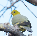 Madagascan green pigeon (Treron australis)