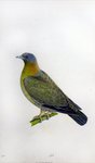 yellow-footed green pigeon (Treron phoenicoptera)