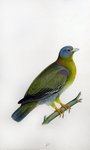 yellow-footed green pigeon (Treron phoenicoptera)