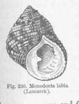 Monodonta labio (toothed top shell, lipped periwinkle)