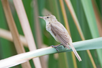 Australian reed warbler (Acrocephalus australis)