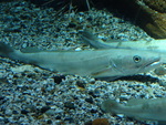 Merluccius merluccius, European hake