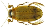 Eretes australis male