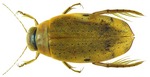 Eretes australis, female