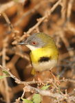 yellow-breasted apalis (Apalis flavida)