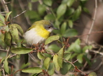 yellow-breasted apalis (Apalis flavida)
