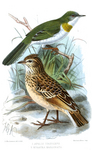 yellow-breasted apalis (Apalis flavida), singing bush lark (Mirafra cantillans)