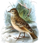 singing bush lark (Mirafra cantillans) - Nyiro lark, Galla singing lark (Mirafra cantillans marg...