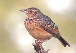 Rwenzori flappet lark (Mirafra rufocinnamomea kawirondensis)