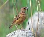 Nyasaland flappet lark (Mirafra rufocinnamomea fischeri)