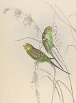 budgerigar, budgie (Melopsittacus undulatus)