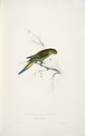 budgerigar, budgie (Melopsittacus undulatus)