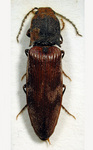 Diacanthous undulatus