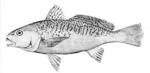 Micropogonias undulatus, Atlantic croaker