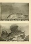 Micropogonias undulatus (Atlantic croaker), Leiostomus xanthurus (Spot croaker)