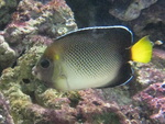 Apolemichthys xanthurus, Indian yellowtail angelfish