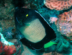 Apolemichthys xanthotis, Yellow-ear angelfish