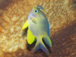 yellowtail tubelip (Diproctacanthus xanthurus), lemon damselfish (Pomacentrus moluccensis)