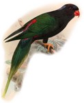 Stella's lorikeet (Charmosyna papou stellae)