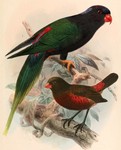 Stella's lorikeet (Charmosyna papou stellae), mountain firetail (Oreostruthus fuliginosus)