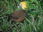 mountain firetail (Oreostruthus fuliginosus)