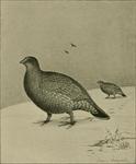 sooty grouse (Dendragapus fuliginosus)