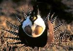 Gunnison sage-grouse (Centrocercus minimus)