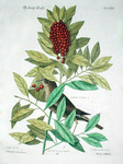 grey-cheeked thrush (Catharus minimus)