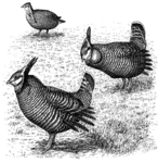 greater prairie chicken, pinnated grouse, boomer (Tympanuchus cupido)
