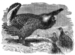 greater prairie chicken, pinnated grouse, boomer (Tympanuchus cupido)