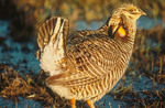 Attwater's prairie chicken (Tympanuchus cupido attwateri)
