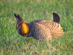 Attwater's prairie chicken (Tympanuchus cupido attwateri)