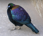 Chinese monal (Lophophorus lhuysii)