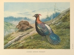 Chinese monal (Lophophorus lhuysii)