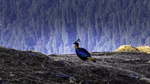 Himalayan monal, Impeyan monal (Lophophorus impejanus)