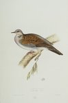 European turtle dove (Streptopelia turtur)