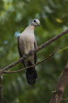 black-billed wood dove (Turtur abyssinicus)