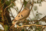black-billed wood dove (Turtur abyssinicus)