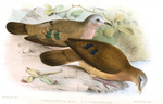 emerald-spotted wood dove (Turtur chalcospilos)