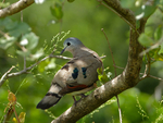 emerald-spotted wood dove (Turtur chalcospilos)