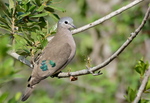 emerald-spotted wood dove (Turtur chalcospilos)