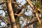 tambourine dove (Turtur tympanistria)