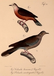 lemon dove (Columba larvata), red-eyed dove (Streptopelia semitorquata)