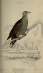 lemon dove, cinnamon dove (Columba larvata)