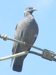 white-collared pigeon (Columba albitorques)