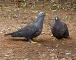 African olive pigeon, Rameron pigeon (Columba arquatrix)
